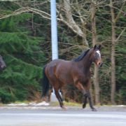 horses find freedom