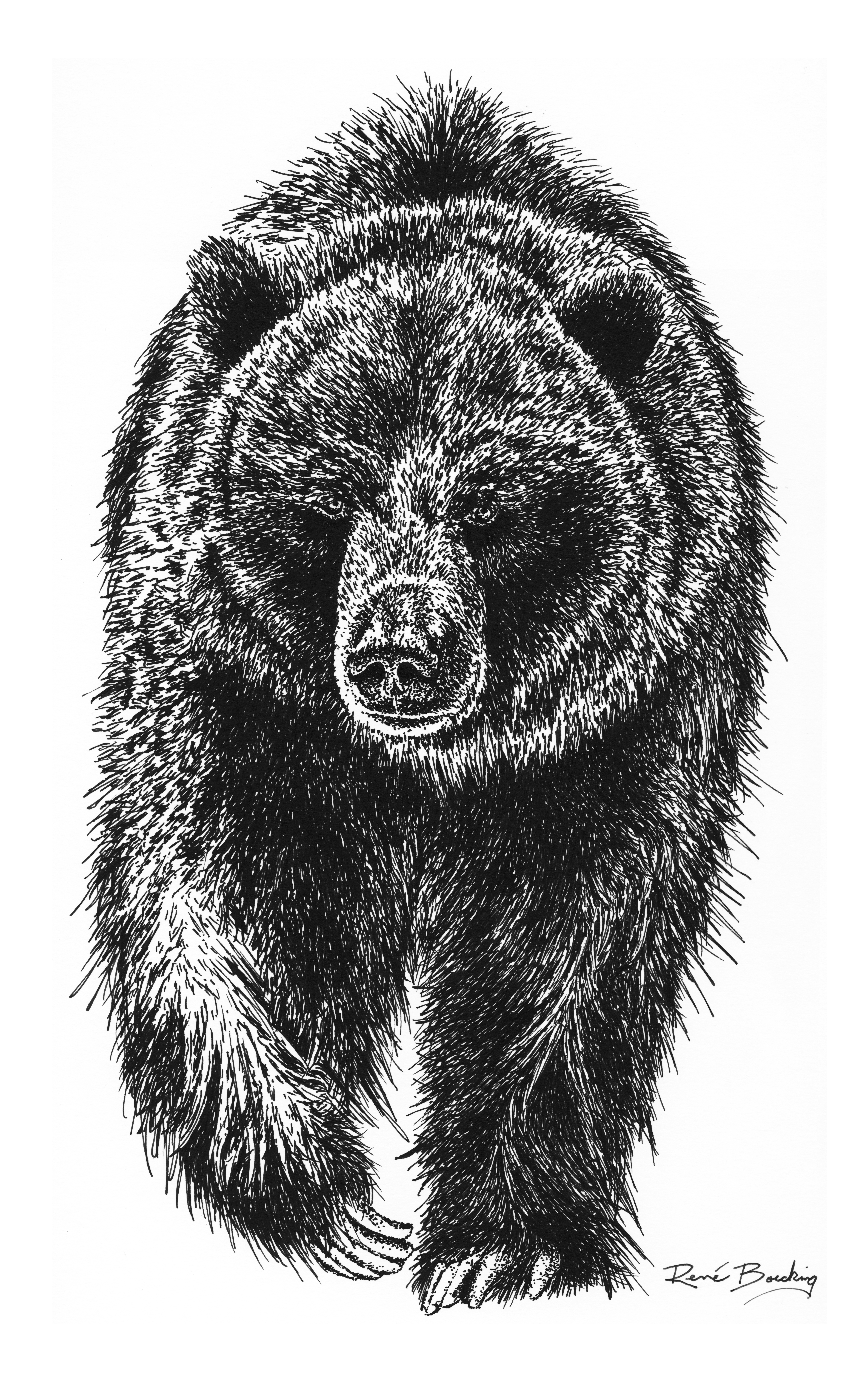 Grizzly Bear Illustration
