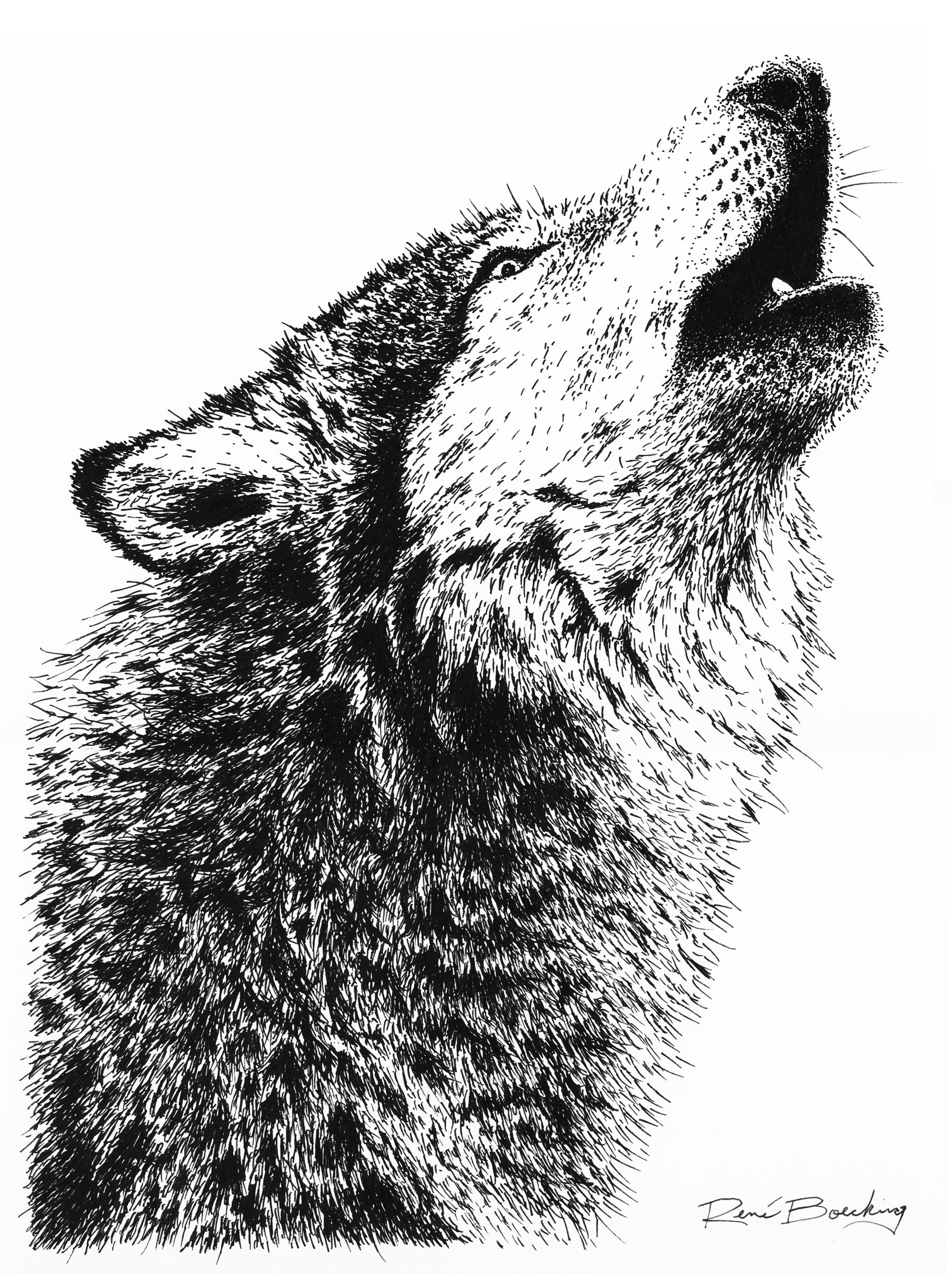 Howling Wolf Illustration