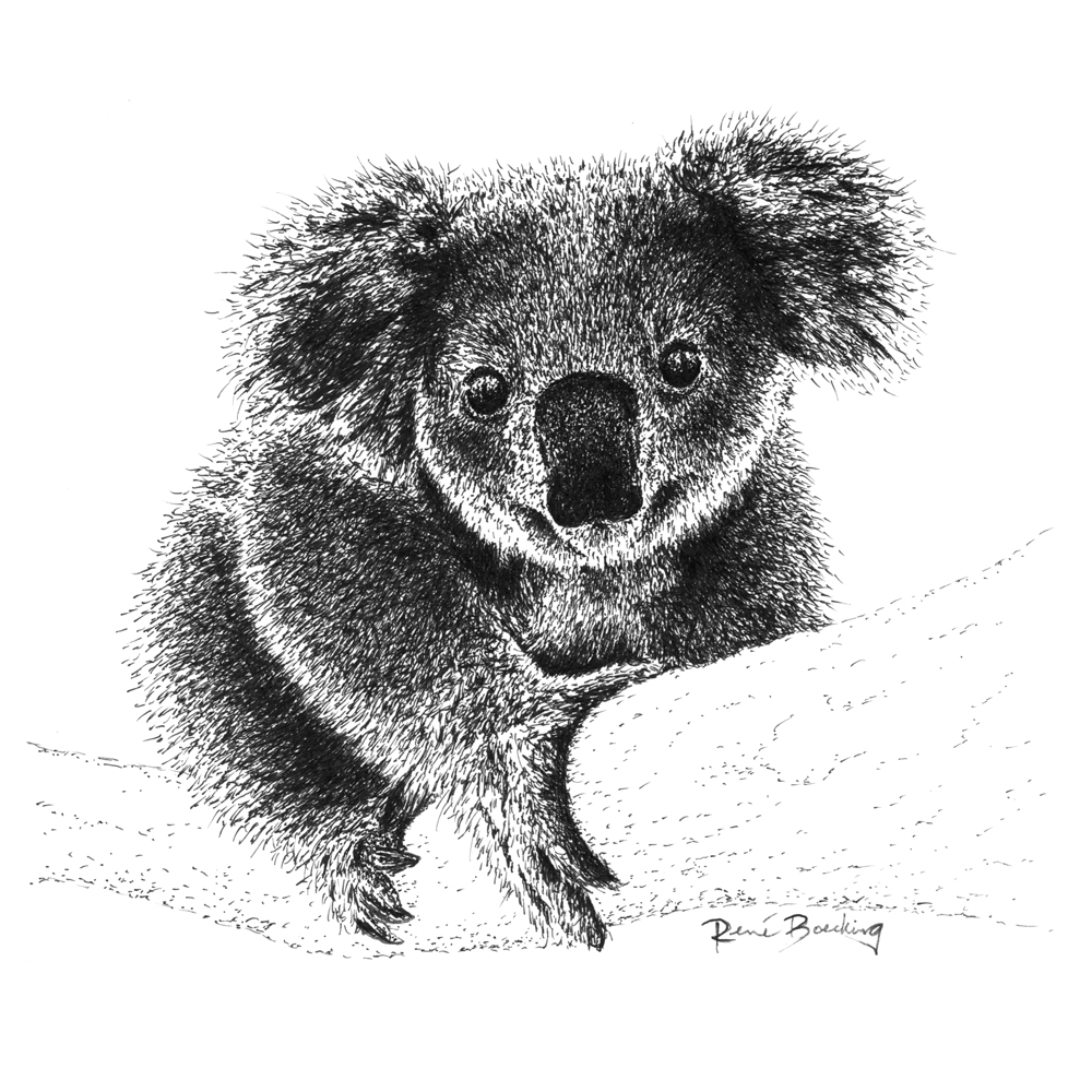 Koala Bea Illustration