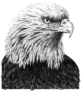 Eagle Illustration