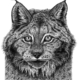 Lynx Illustration