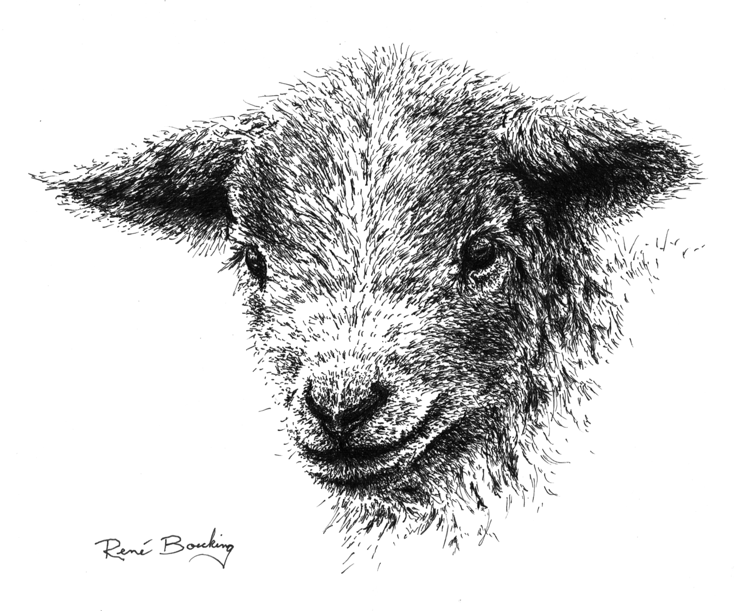 Lamb - Custom Pen & Ink Illustration by René Boecking