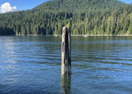 Calm water and a solitary wooden post, a quiet image reflecting scripture about perfect peace