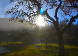 Sunlight breaking through fog beneath an autumn tree with turning leaves, symbolizing letting go and moving forward