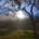 Sunlight breaking through fog beneath an autumn tree with turning leaves, symbolizing letting go and moving forward