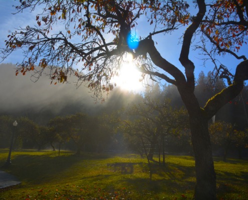 Sunlight breaking through fog beneath an autumn tree with turning leaves, symbolizing letting go and moving forward