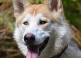 Rocky, a tan and white malamute husky cross with one blue eye and one amber eye, smiling with his tongue out