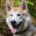 Rocky, a tan and white malamute husky cross with one blue eye and one amber eye, smiling with his tongue out