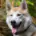 Rocky, a tan and white malamute husky cross with one blue eye and one amber eye, smiling with his tongue out