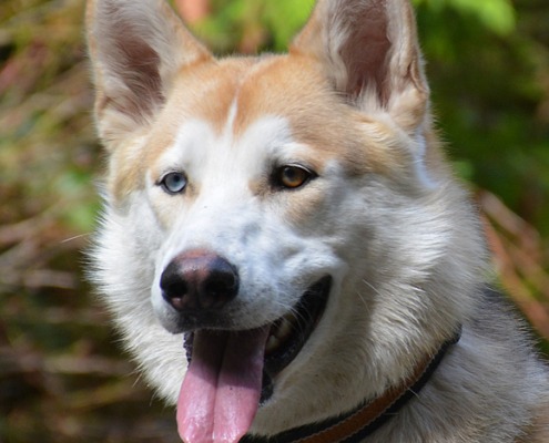Rocky, a tan and white malamute husky cross with one blue eye and one amber eye, smiling with his tongue out