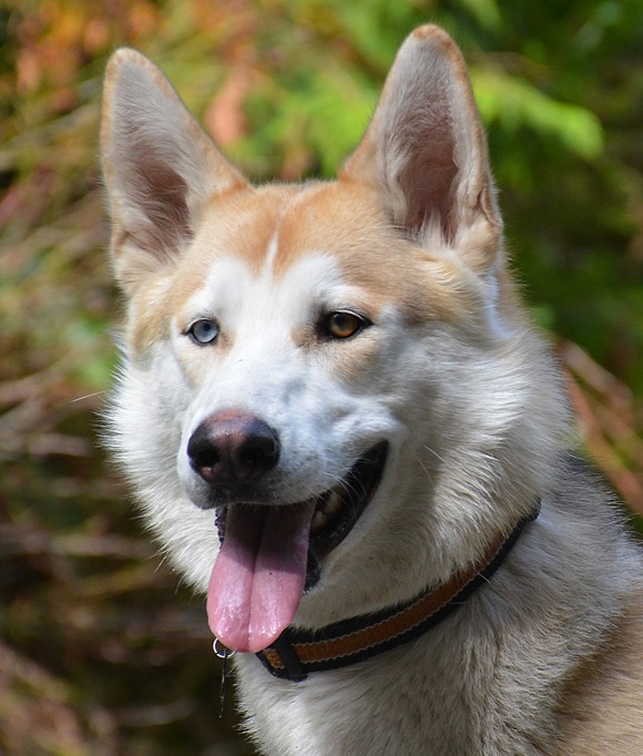 Rocky-sm Rocky, a tan and white malamute husky cross with one blue eye and one amber eye, smiling with his tongue out